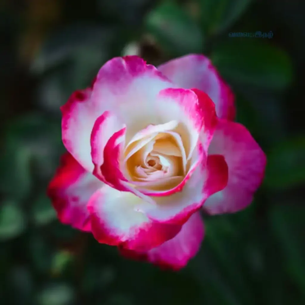 Rose Flower dp